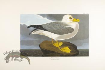 Fulmar Petrel